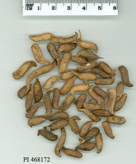Click for 1 image(s) for this accession. POD