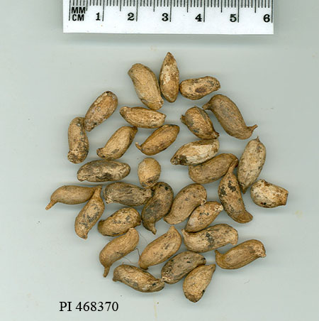 Click for 1 image(s) for this accession. POD