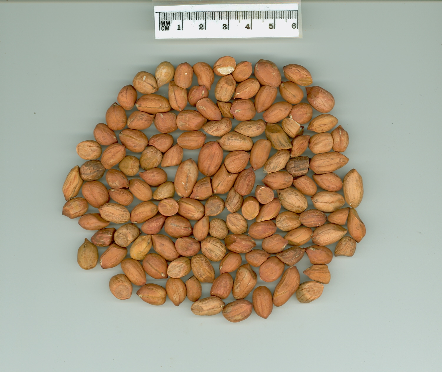 Click for 1 image(s) for this accession. SEED