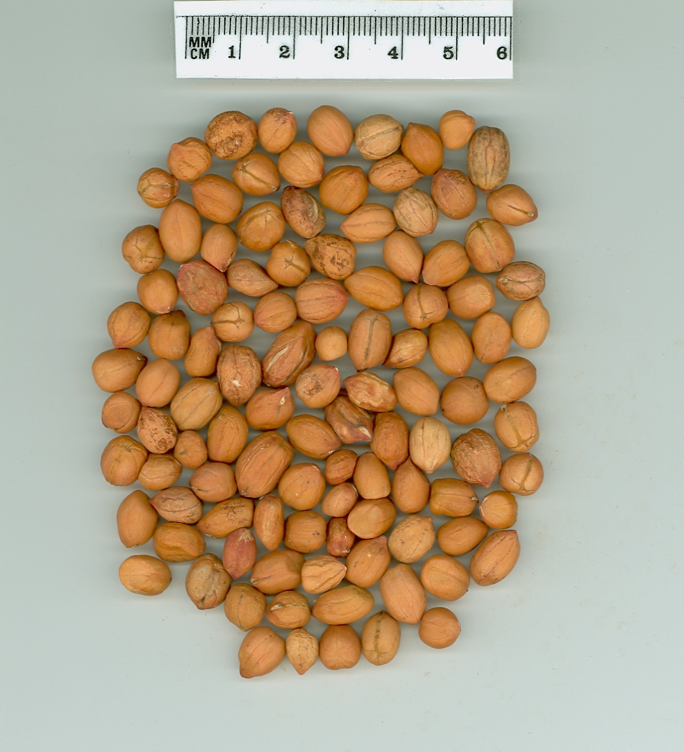 Click for 1 image(s) for this accession. SEED