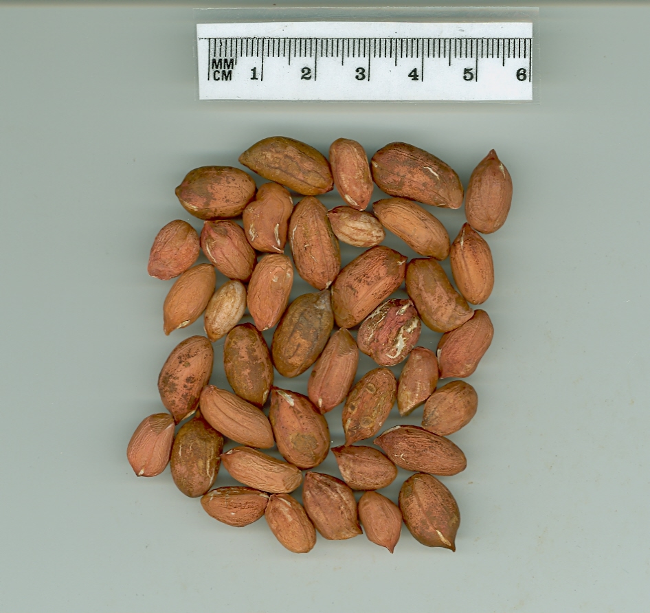 Click for 1 image(s) for this accession. SEED