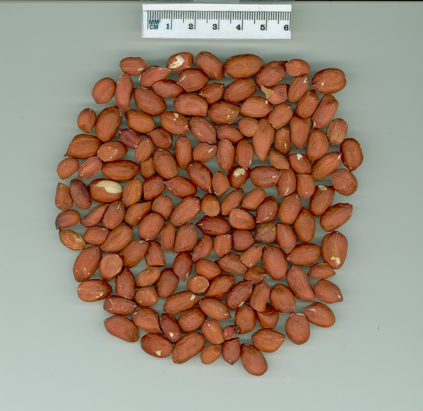 Click for 1 image(s) for this accession. SEED