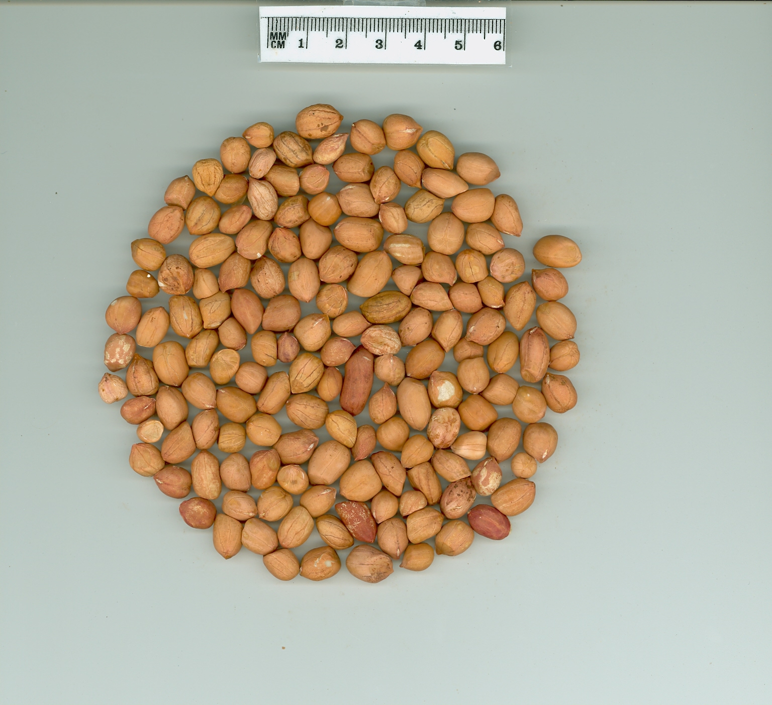 Click for 4 image(s) for this accession. SEED