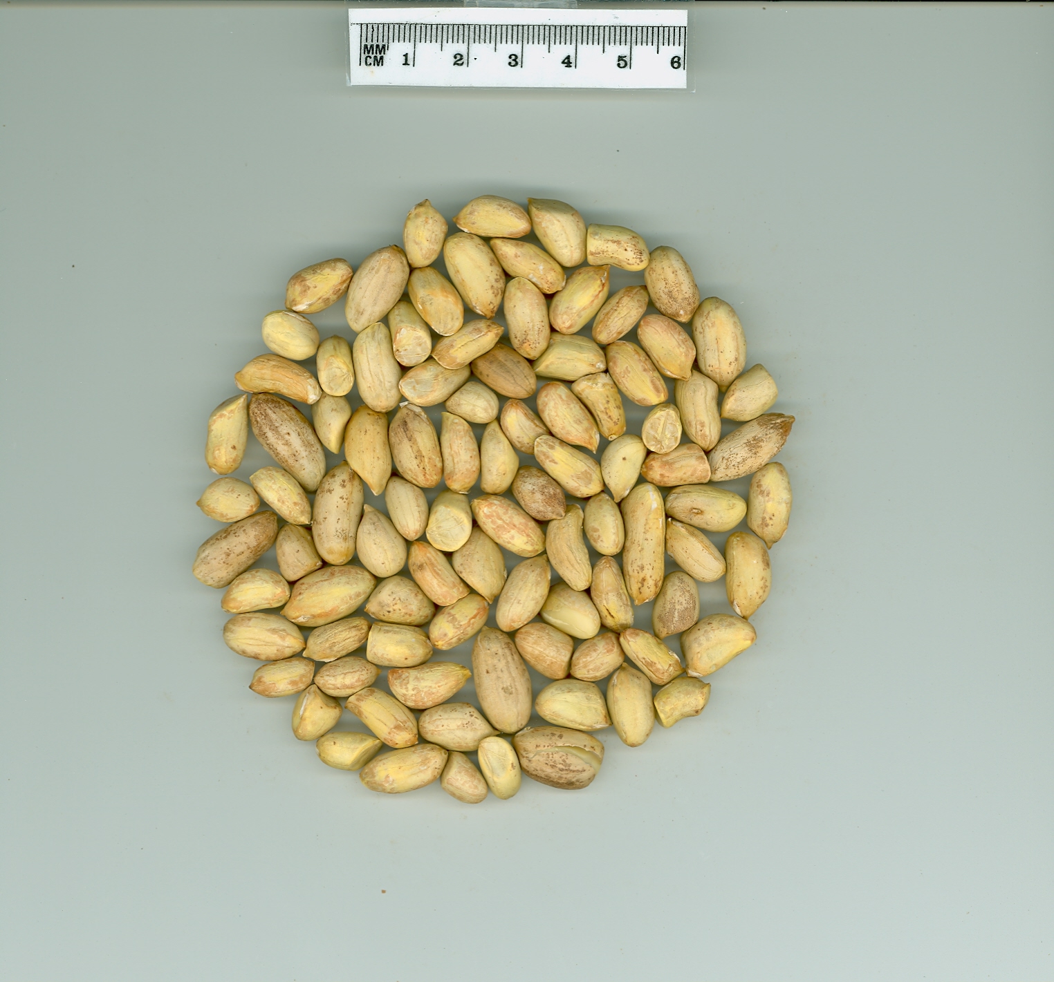 Click for 4 image(s) for this accession. SEED
