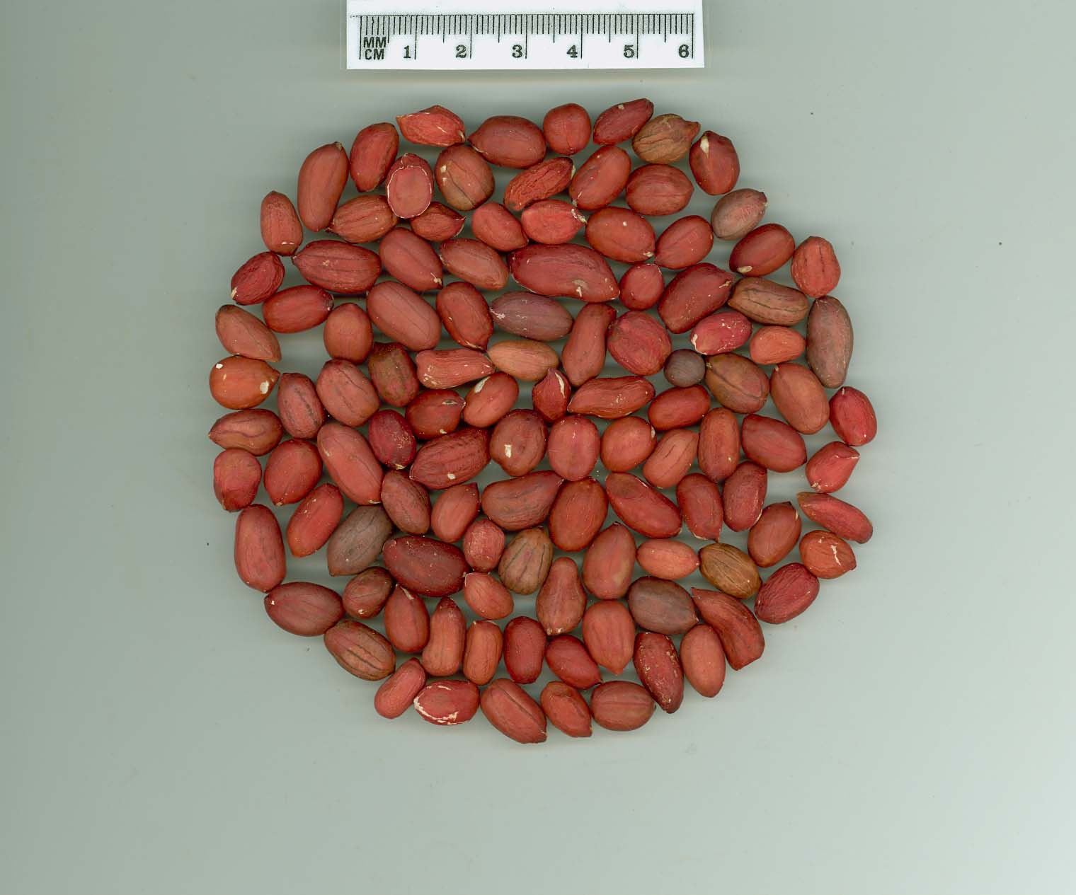 Click for 4 image(s) for this accession. SEED