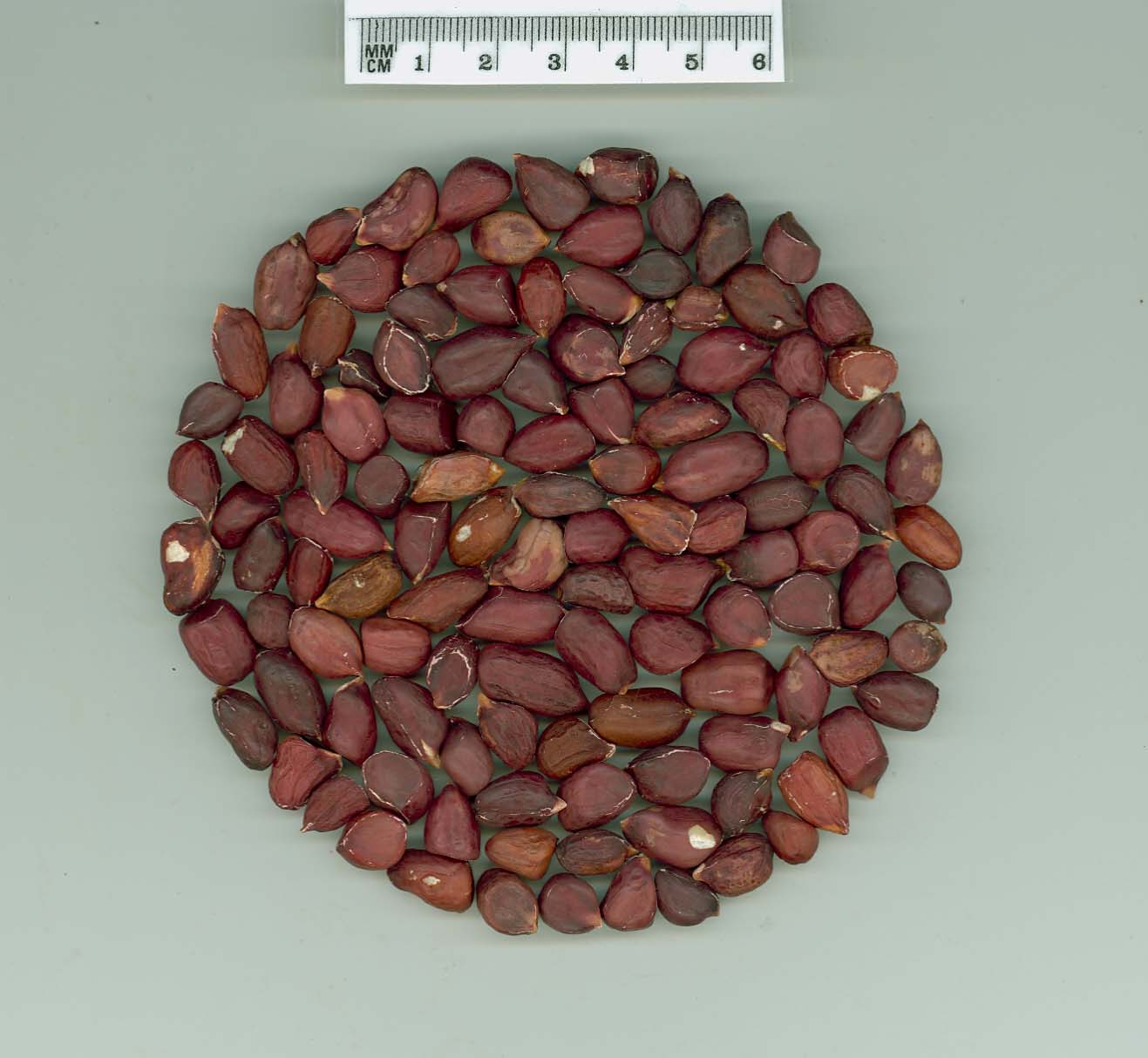 Click for 5 image(s) for this accession. SEED