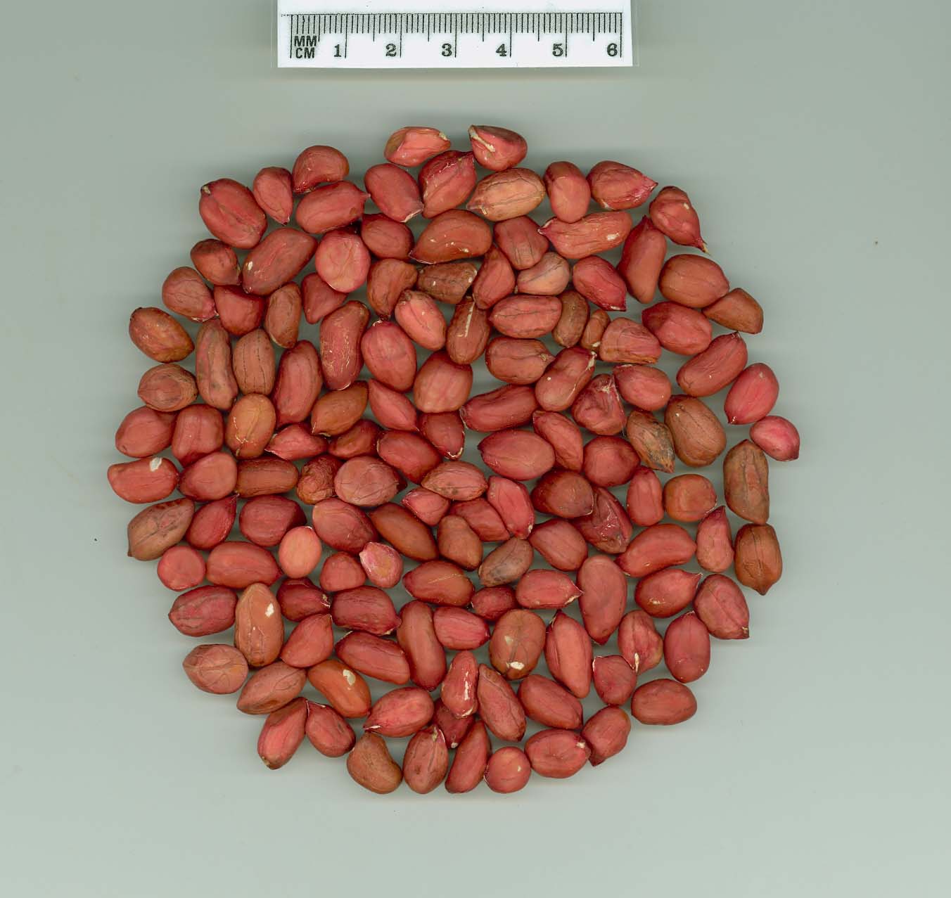 Click for 4 image(s) for this accession. SEED
