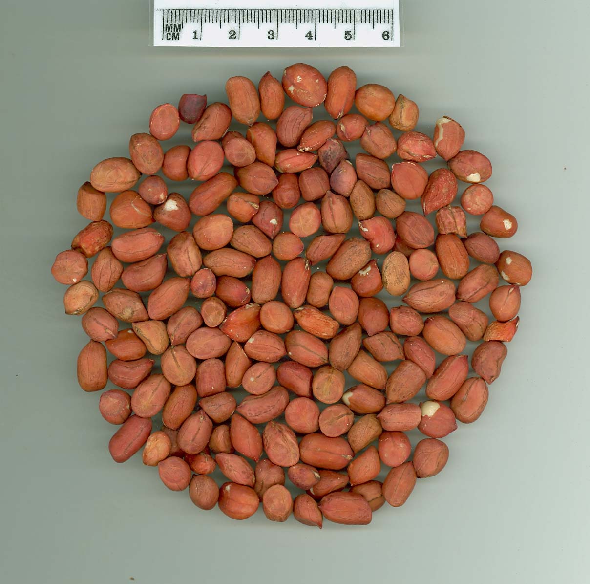 Click for 1 image(s) for this accession. SEED
