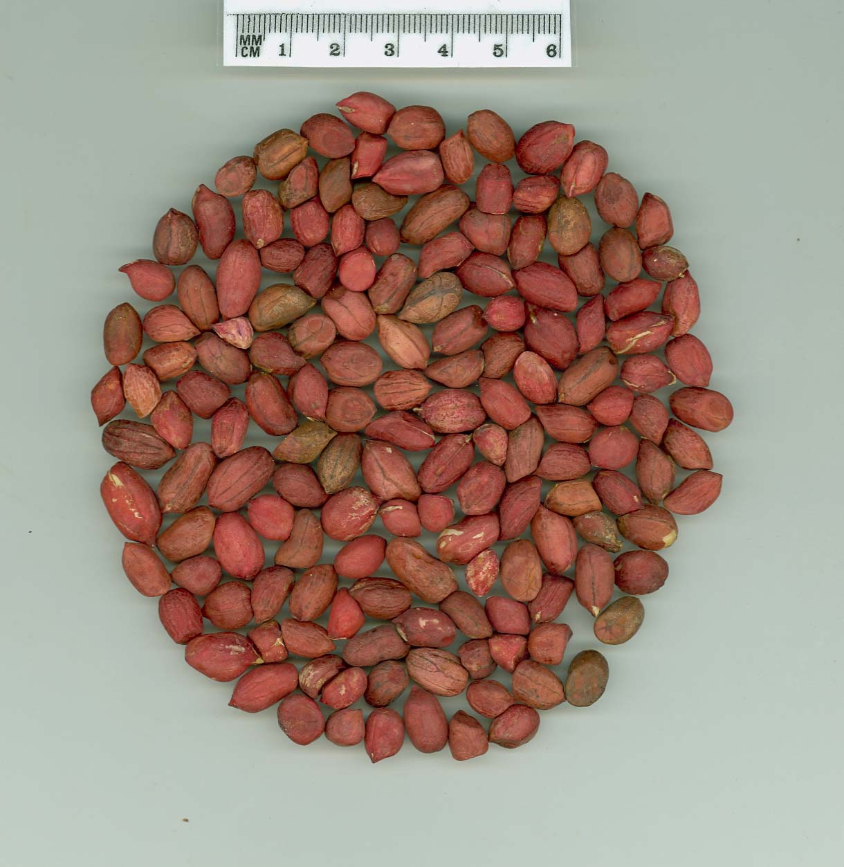 Click for 3 image(s) for this accession. SEED