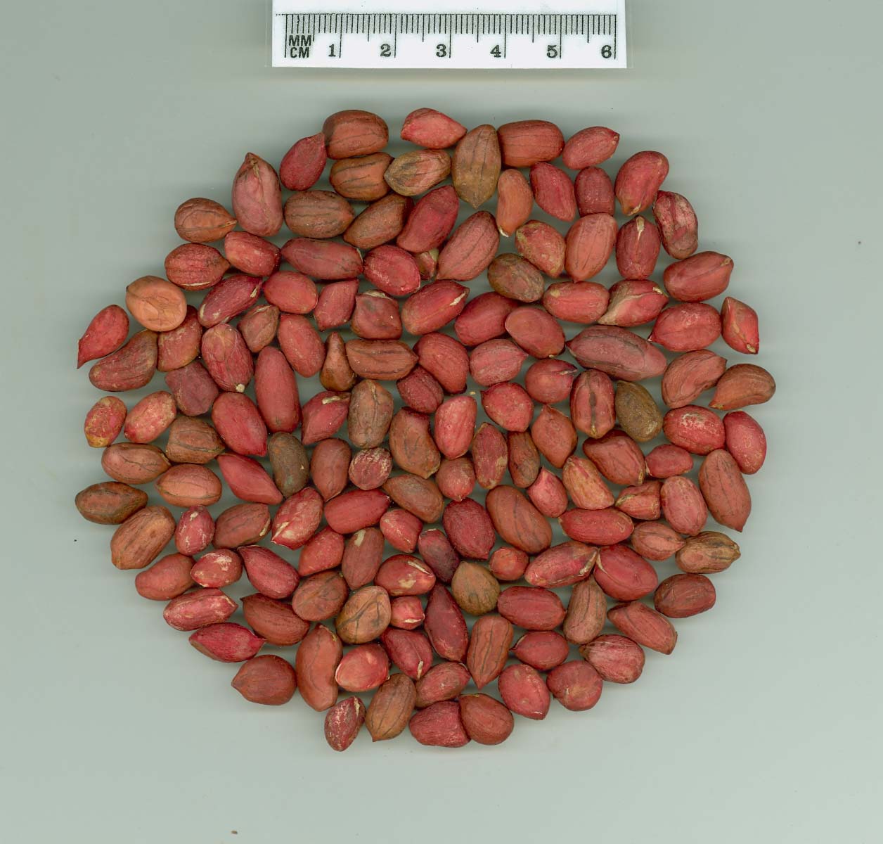 Click for 3 image(s) for this accession. SEED