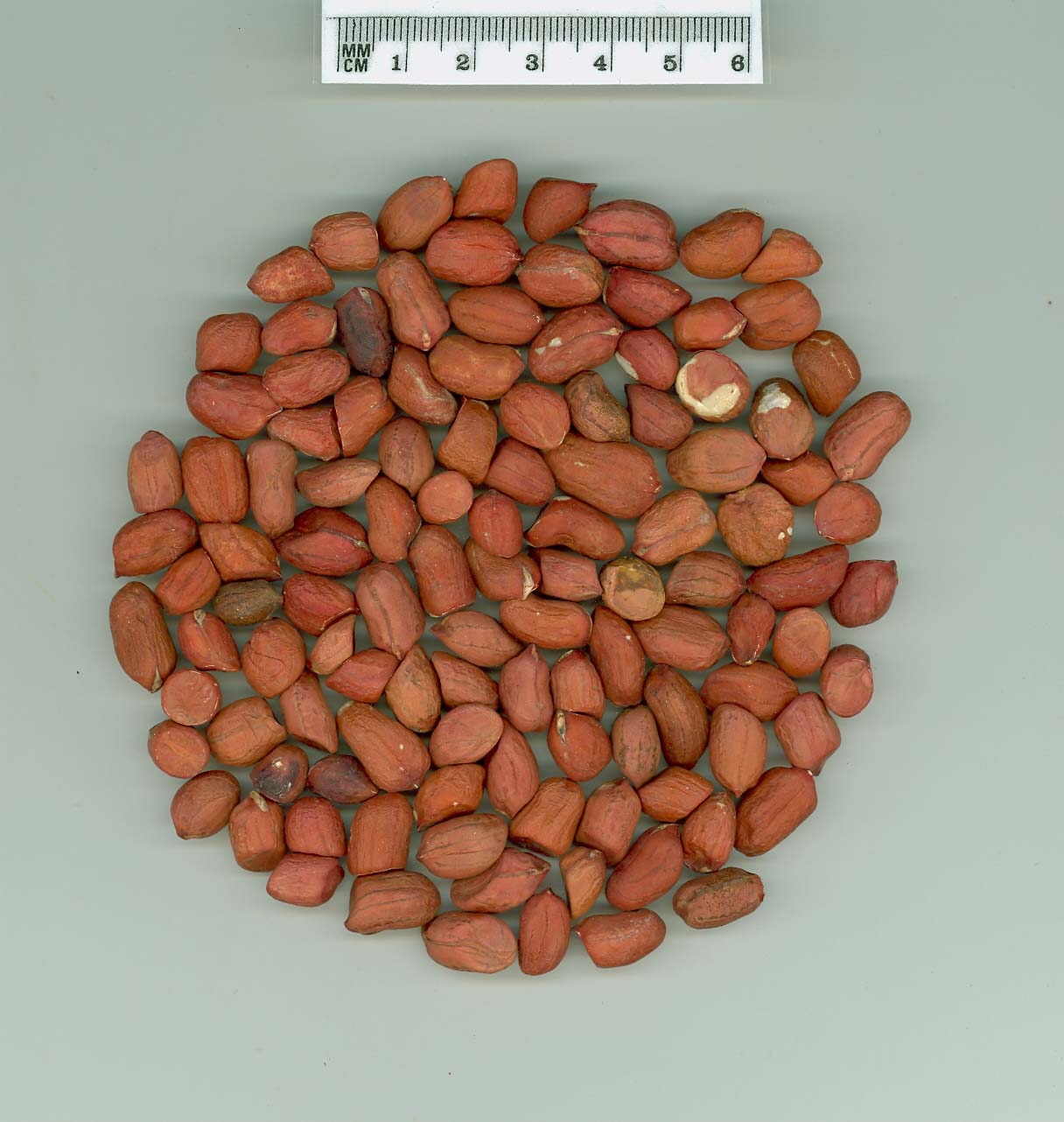 Click for 1 image(s) for this accession. SEED