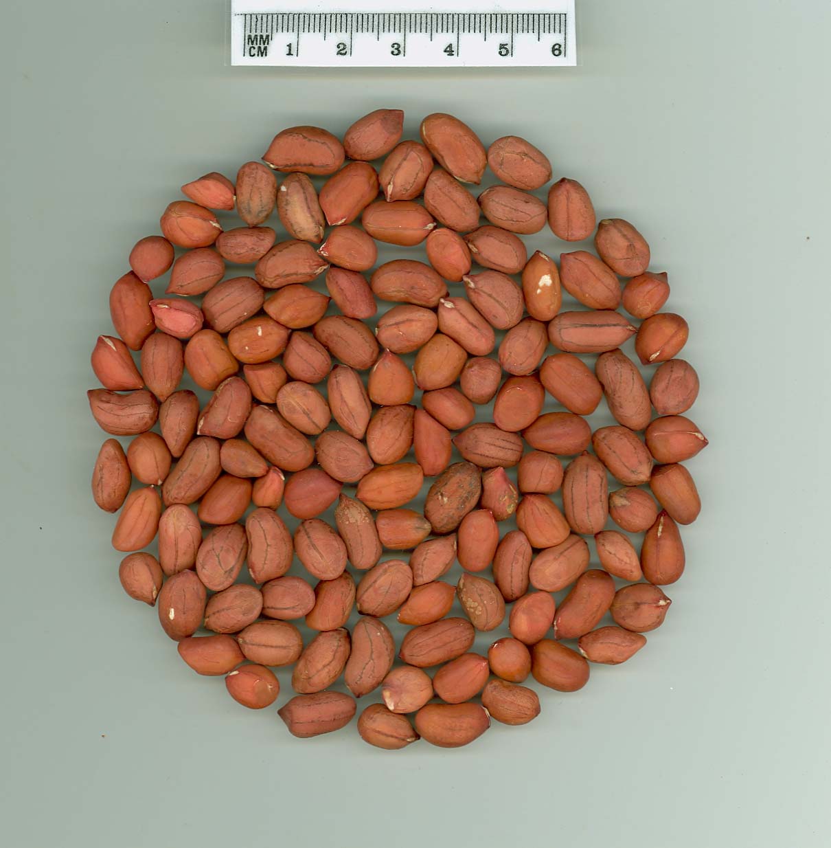 Click for 1 image(s) for this accession. SEED