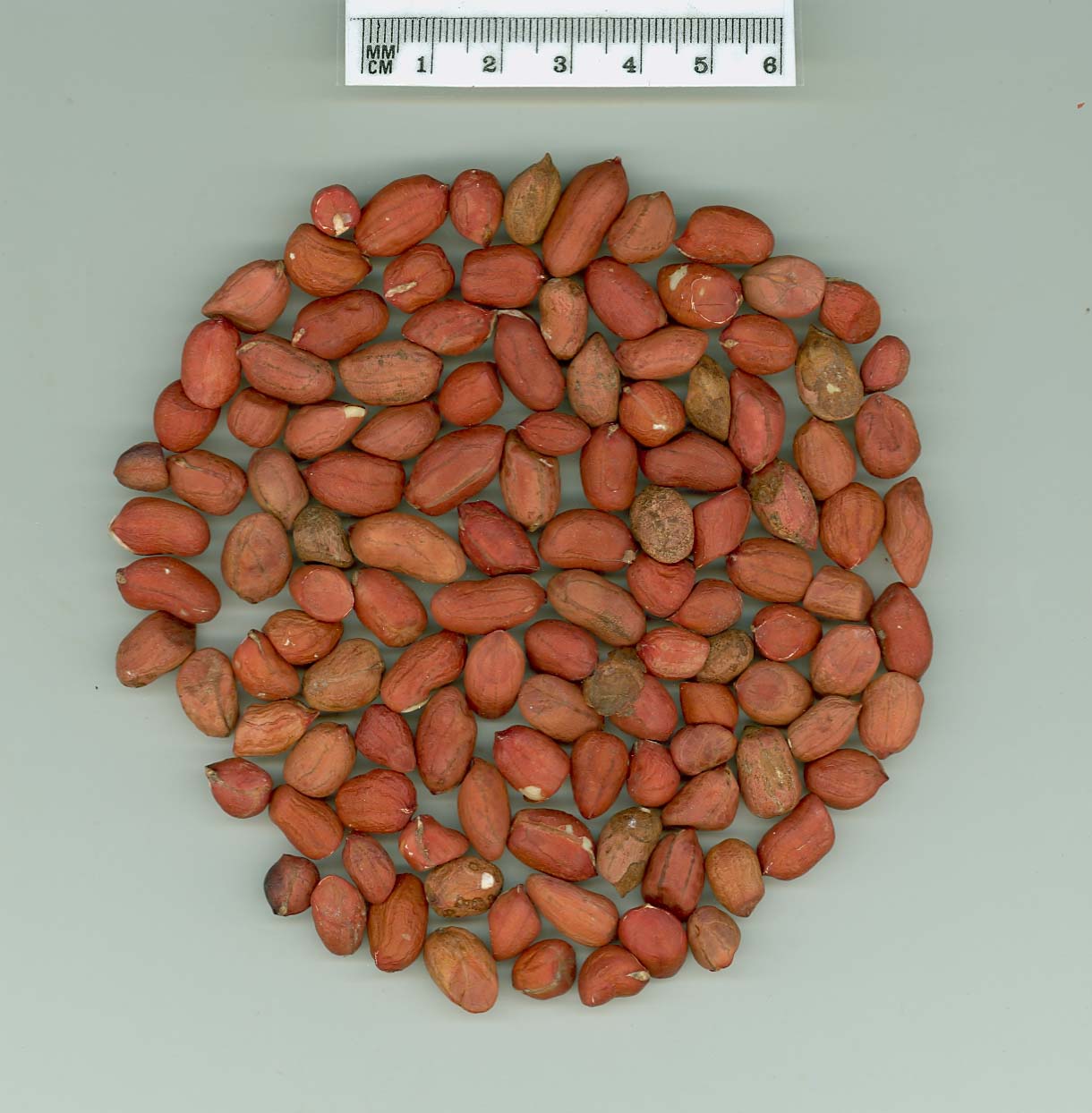 Click for 1 image(s) for this accession. SEED