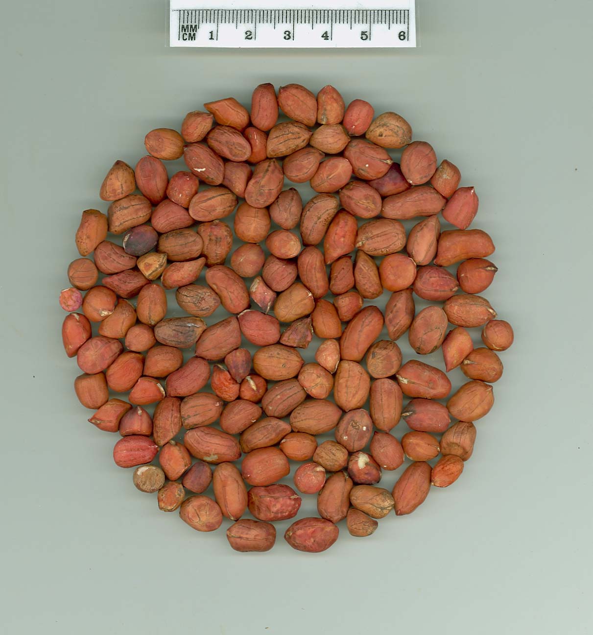 Click for 1 image(s) for this accession. SEED
