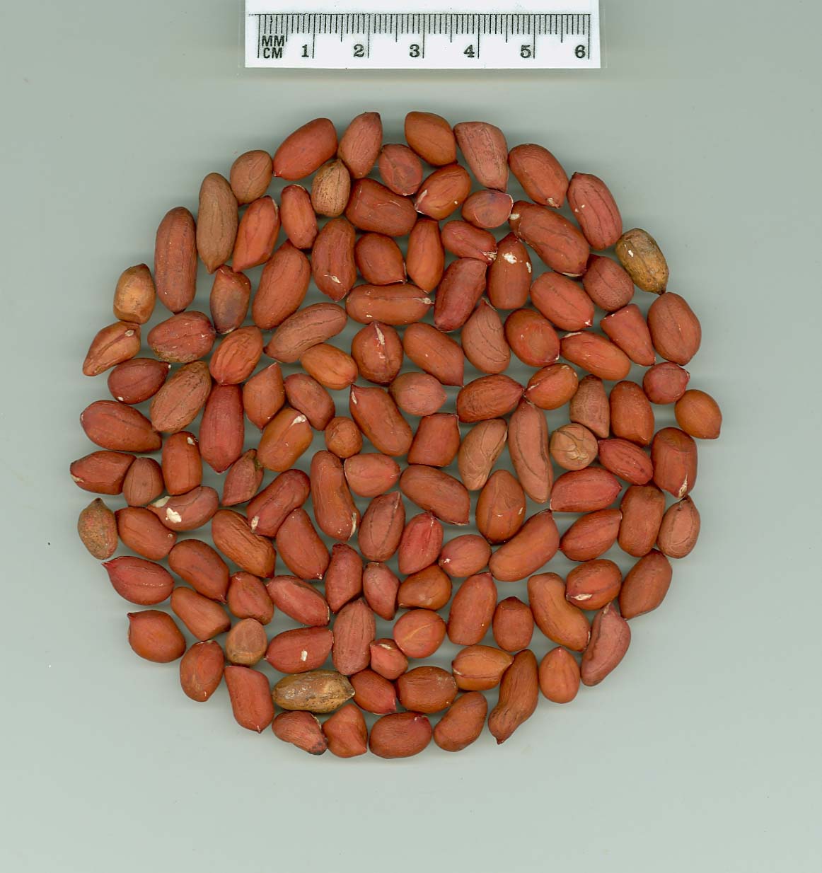 Click for 1 image(s) for this accession. SEED