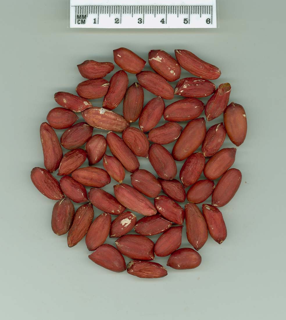 SEED