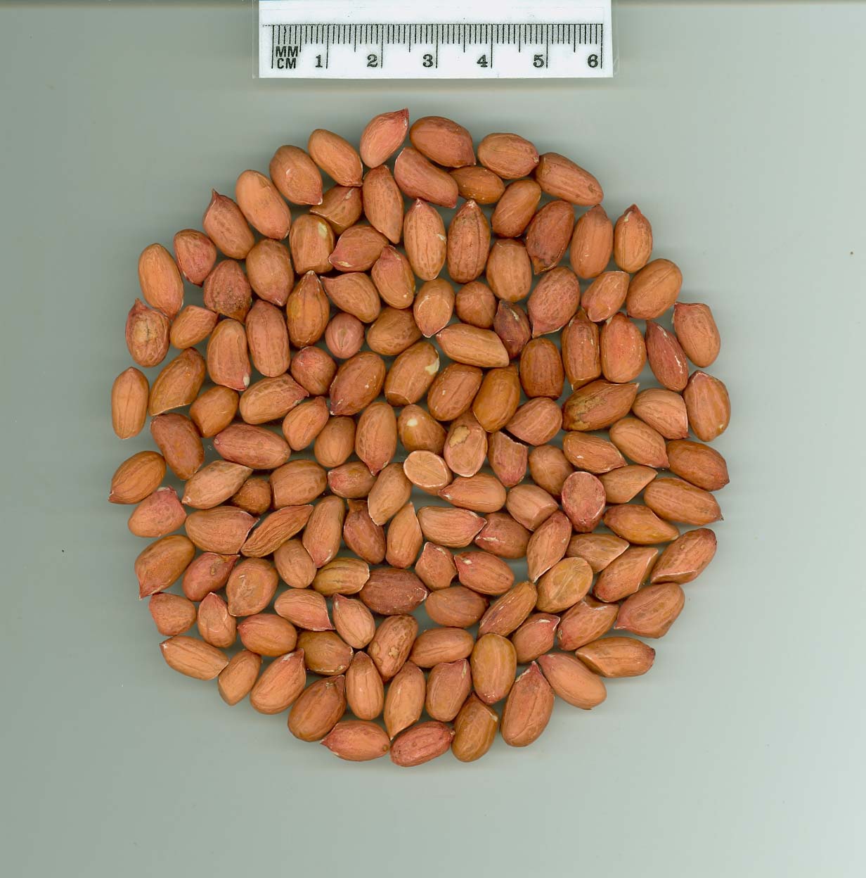 Click for 4 image(s) for this accession. SEED