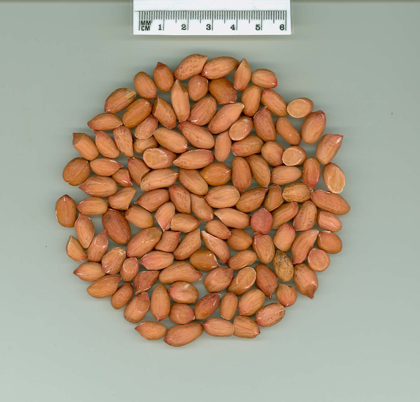 Click for 5 image(s) for this accession. SEED