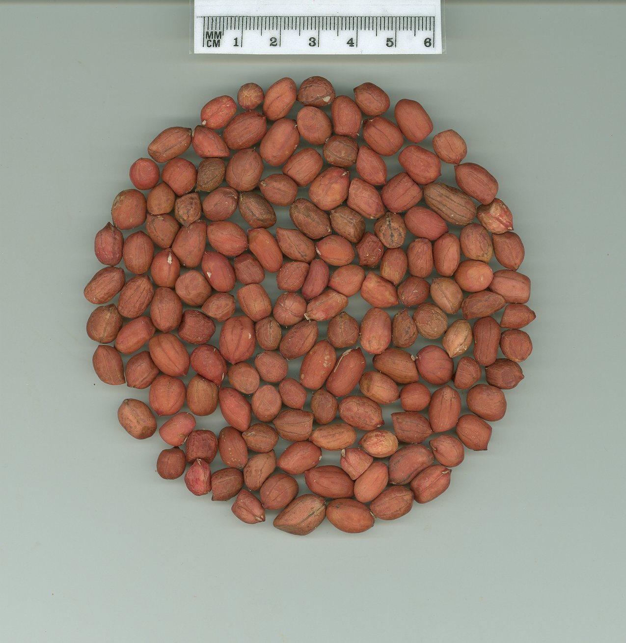 Click for 1 image(s) for this accession. SEED