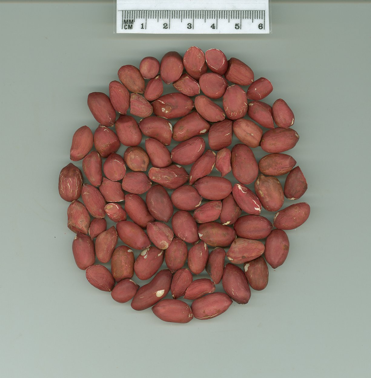Click for 1 image(s) for this accession. SEED