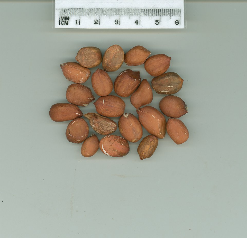 Click for 1 image(s) for this accession. SEED