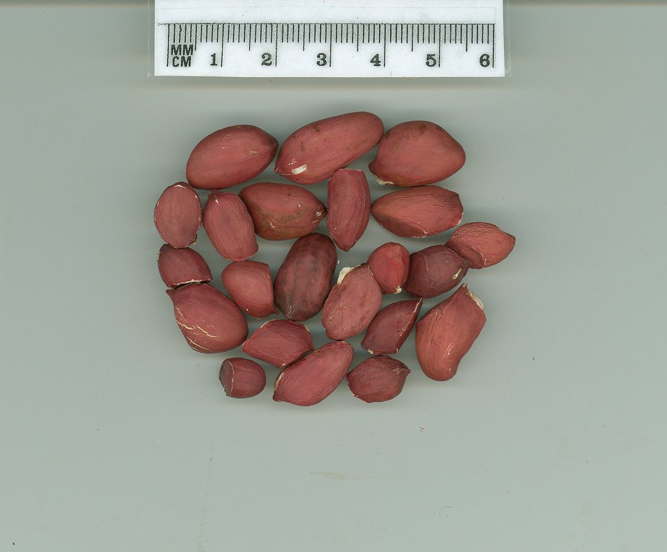 Click for 1 image(s) for this accession. SEED