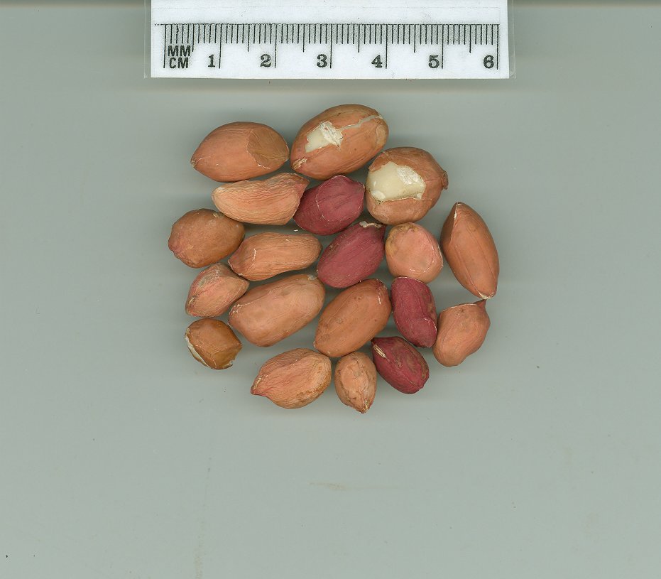 Click for 1 image(s) for this accession. SEED