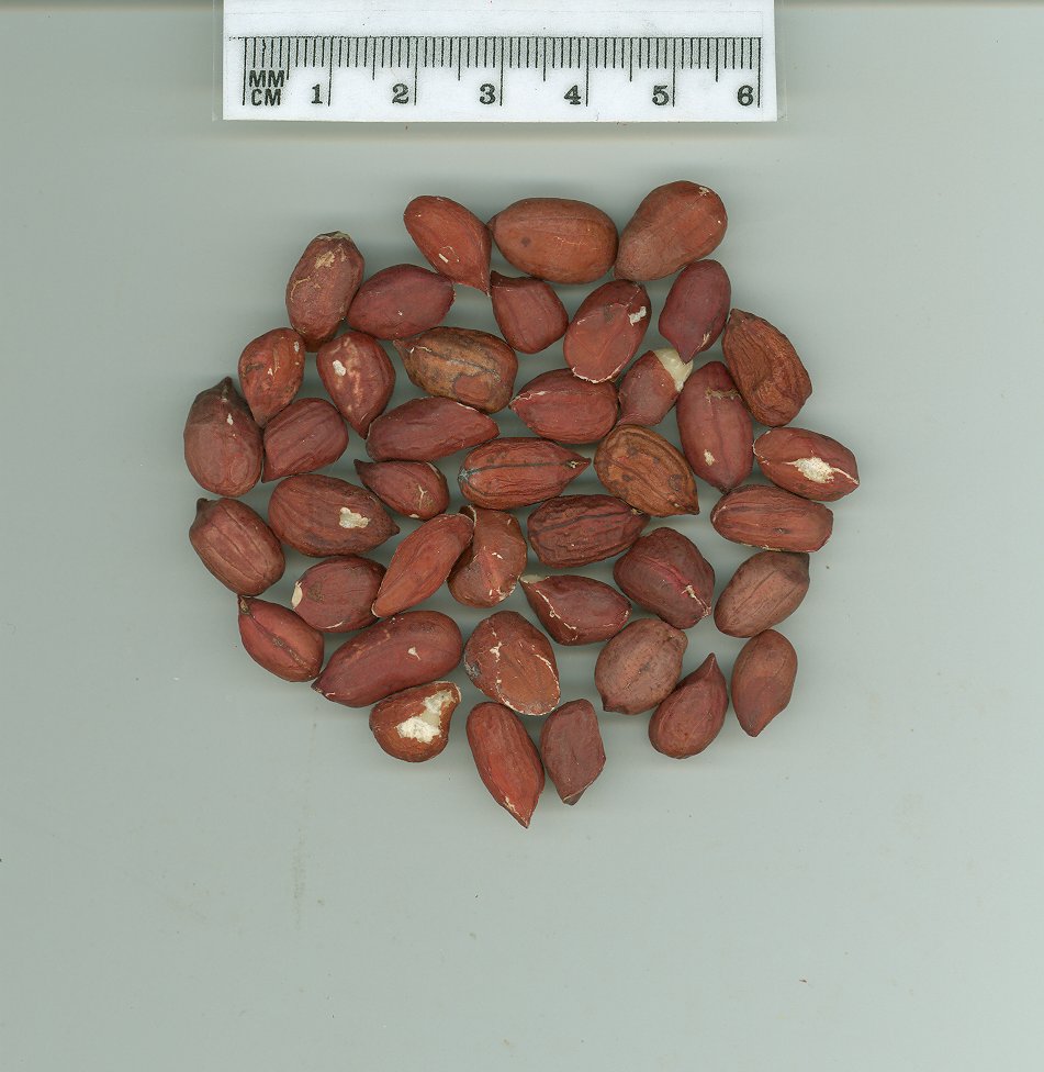 Click for 1 image(s) for this accession. SEED
