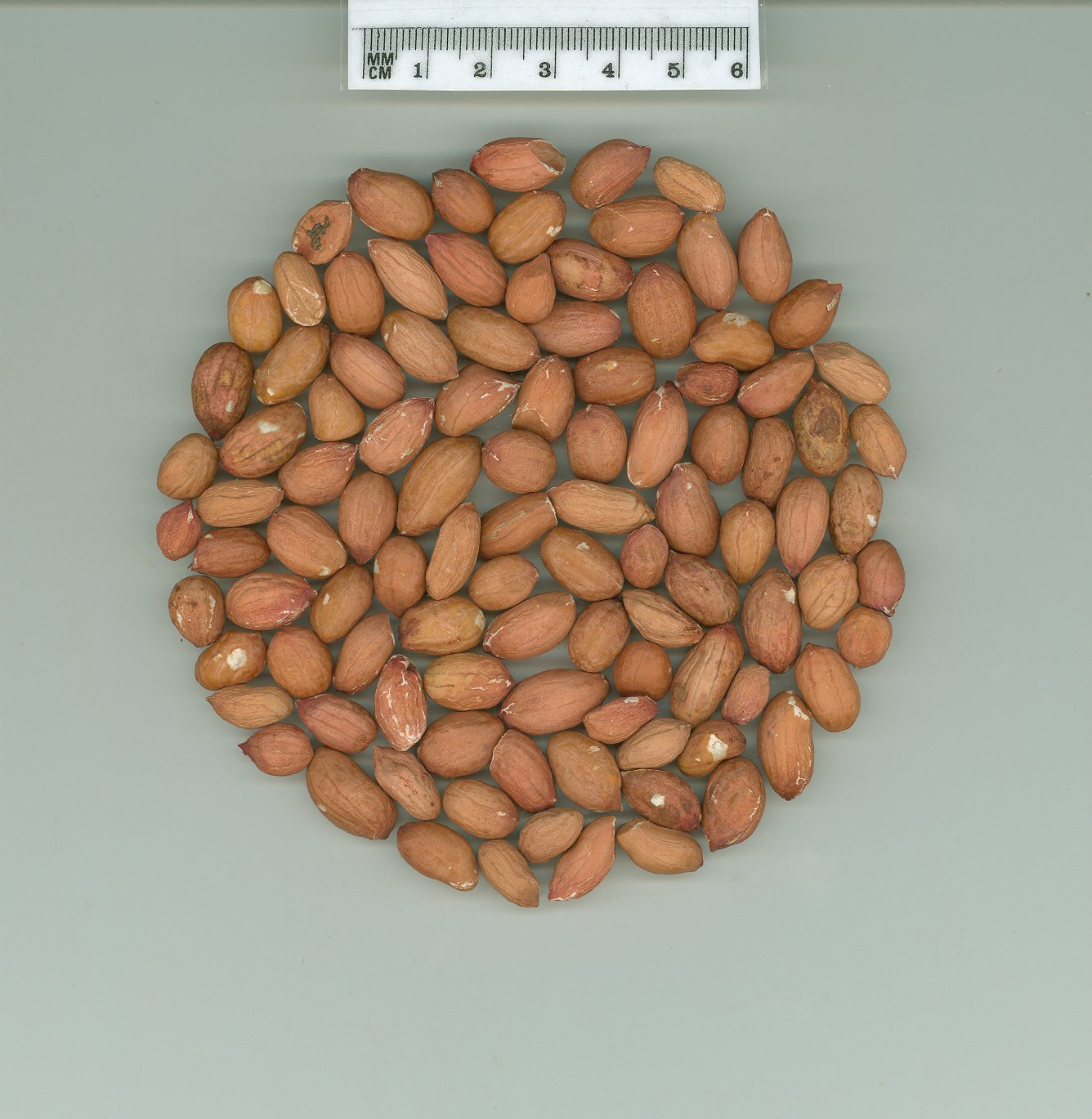 Click for 4 image(s) for this accession. SEED