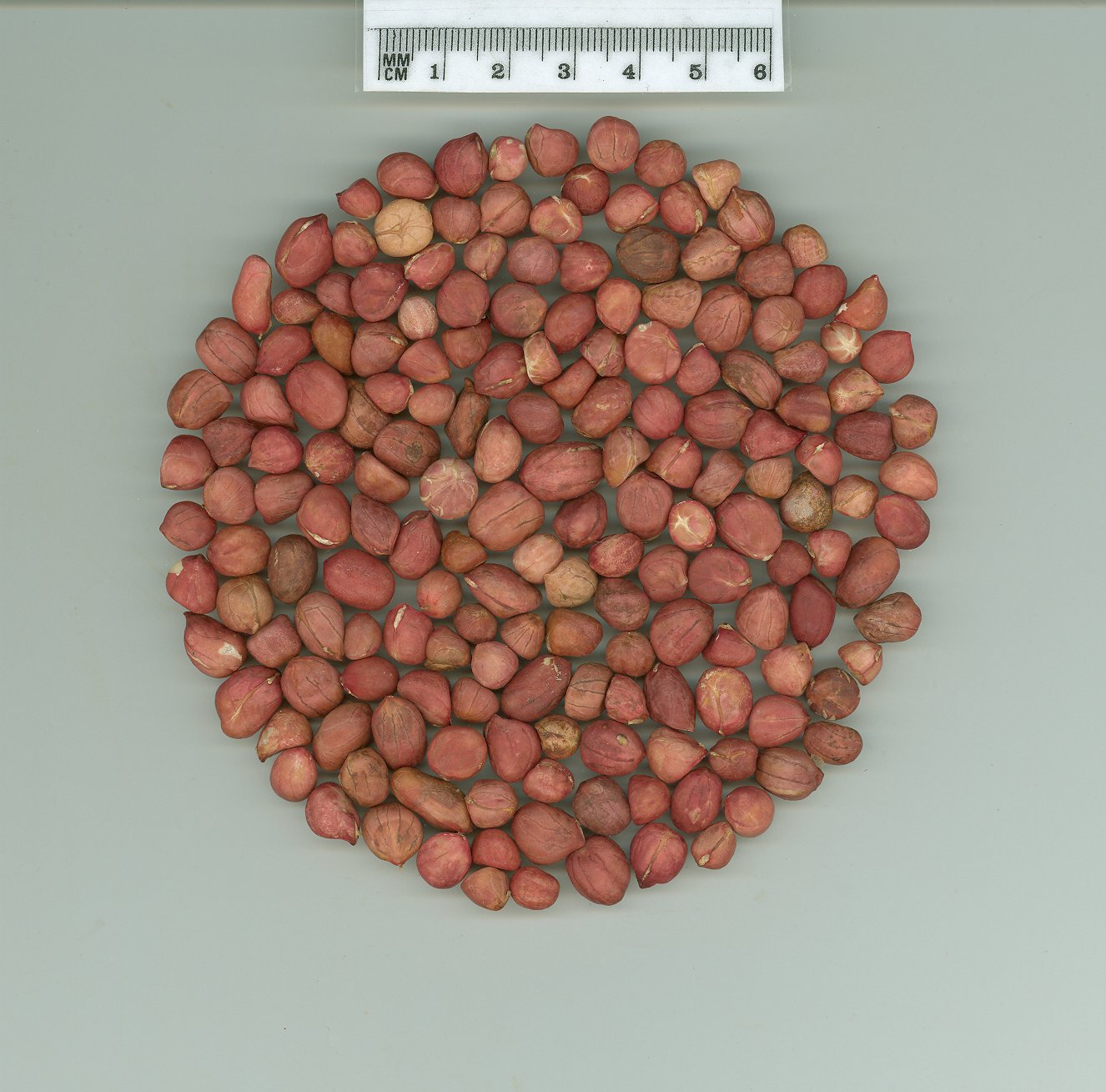 Click for 3 image(s) for this accession. SEED