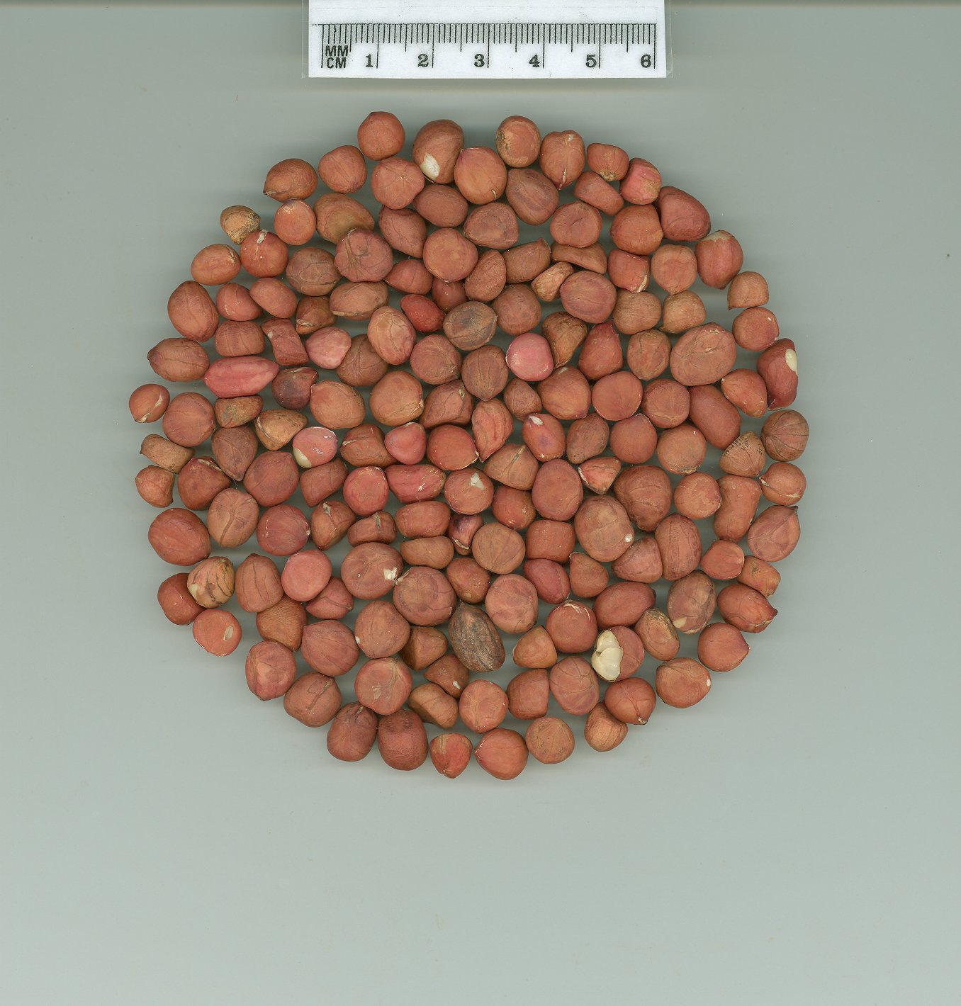 Click for 1 image(s) for this accession. SEED