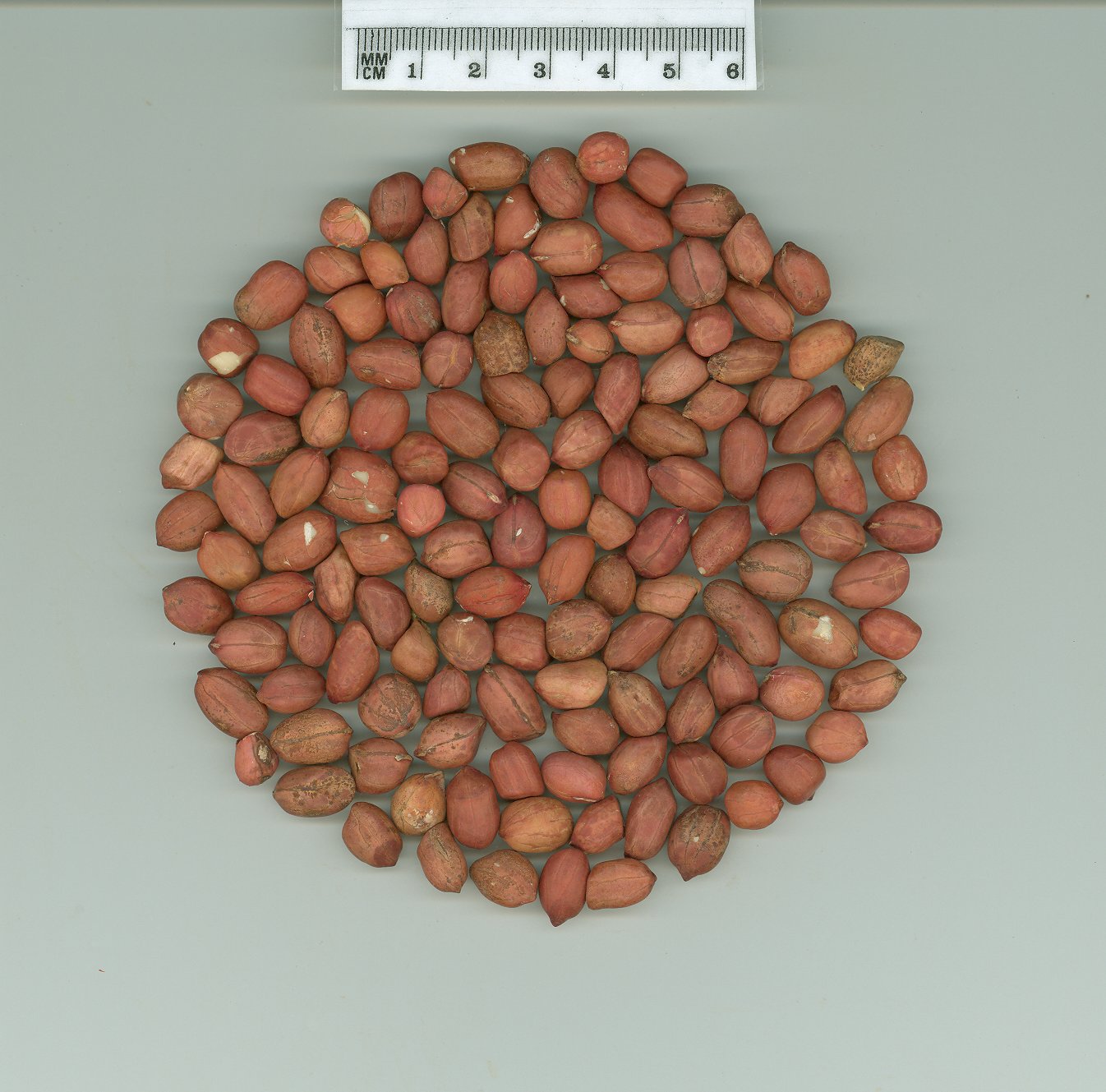 Click for 1 image(s) for this accession. SEED