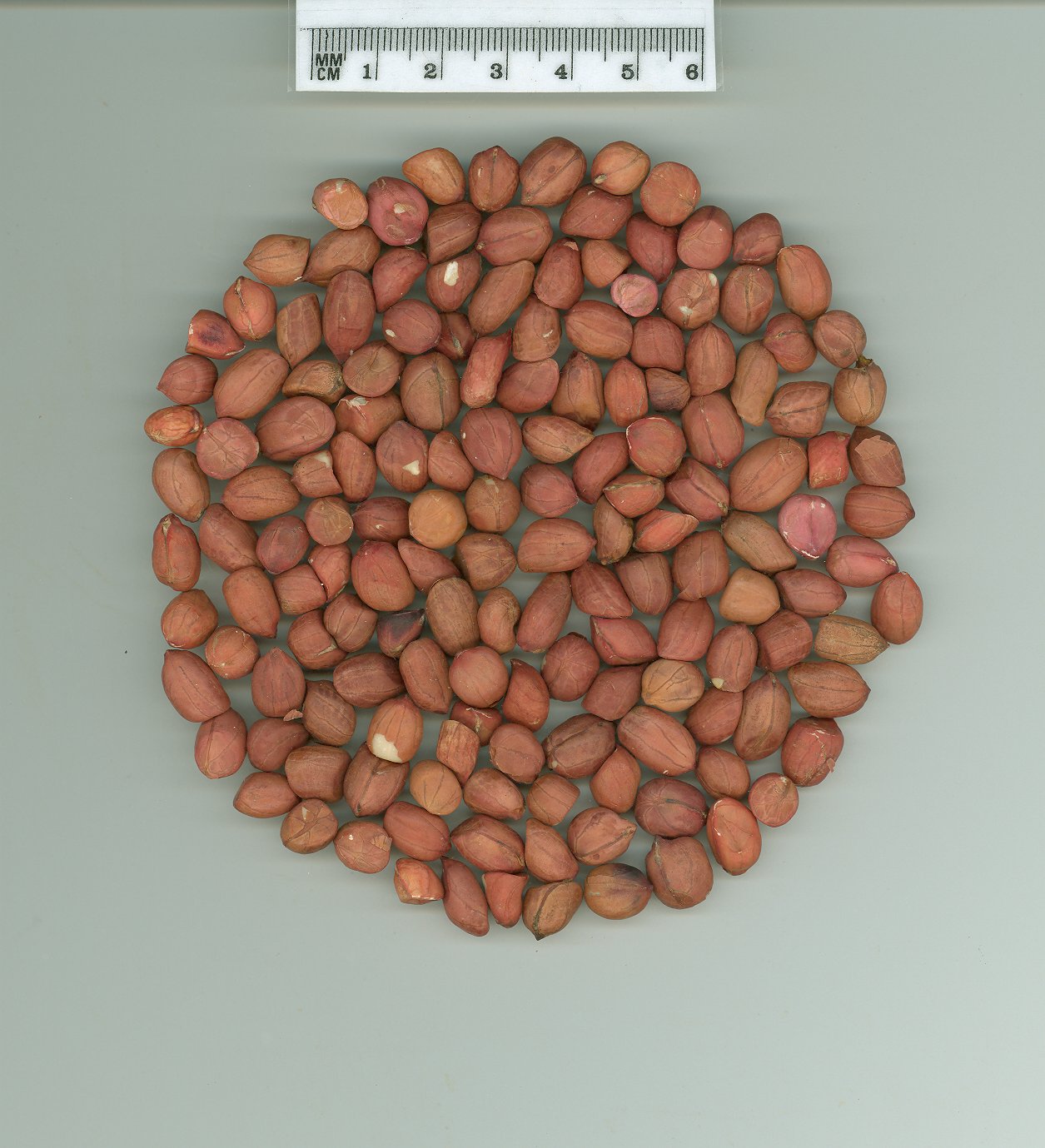 Click for 1 image(s) for this accession. SEED