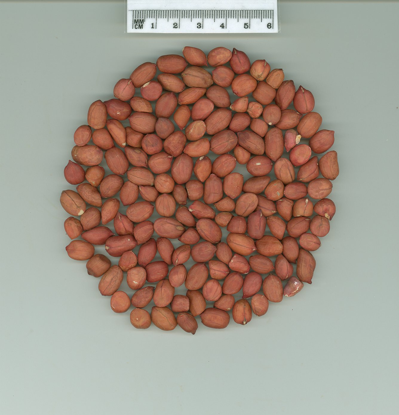 Click for 1 image(s) for this accession. SEED