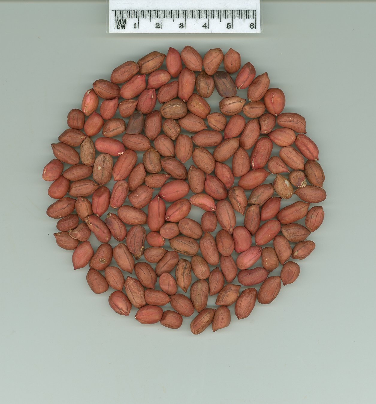 Click for 1 image(s) for this accession. SEED