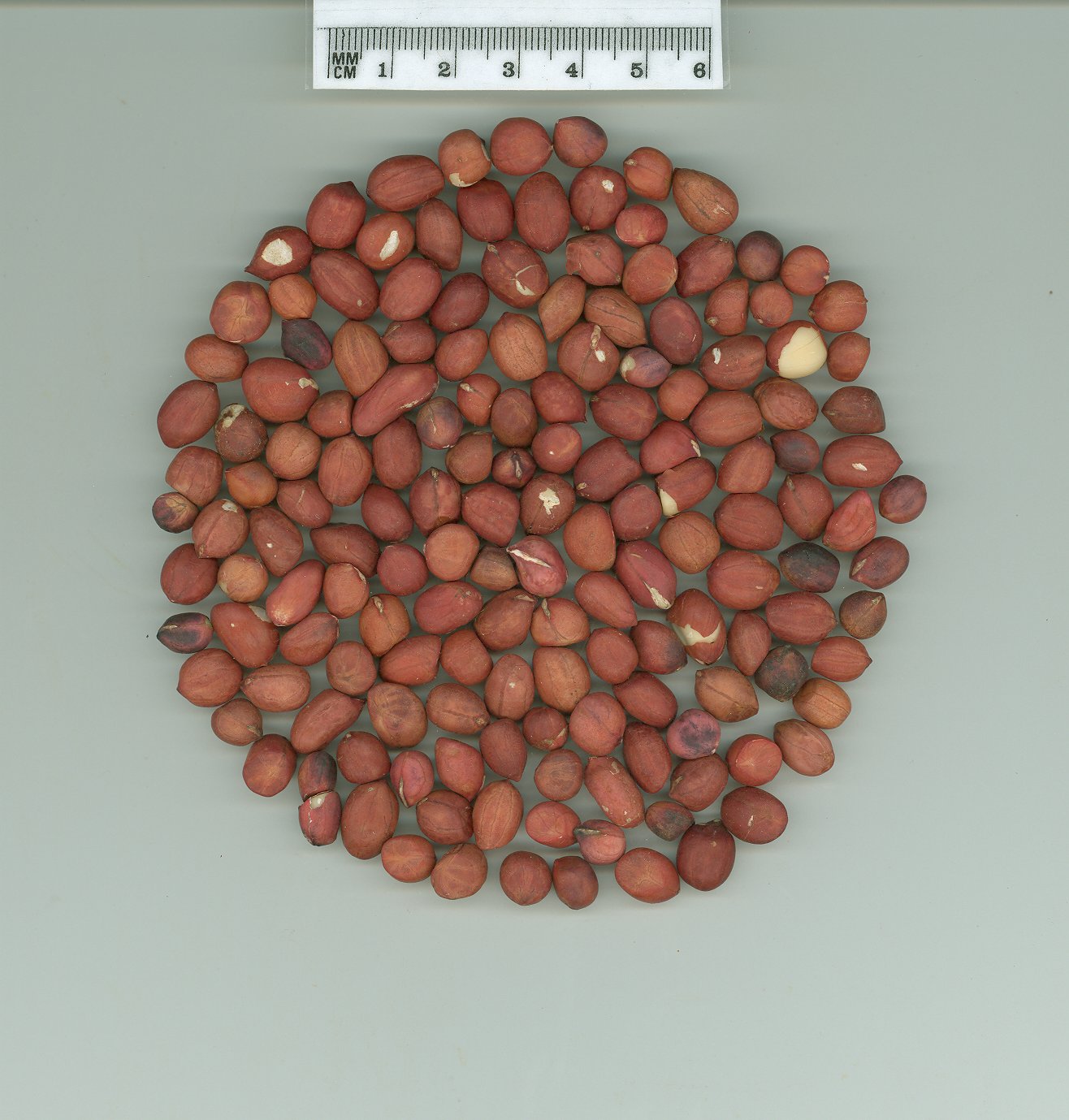 Click for 1 image(s) for this accession. SEED