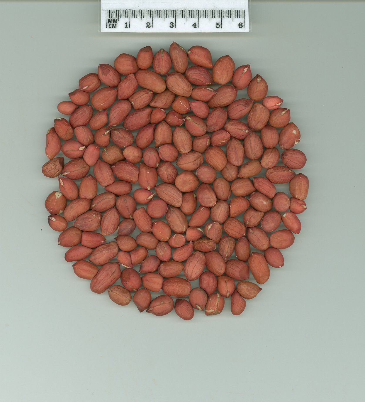 Click for 1 image(s) for this accession. SEED