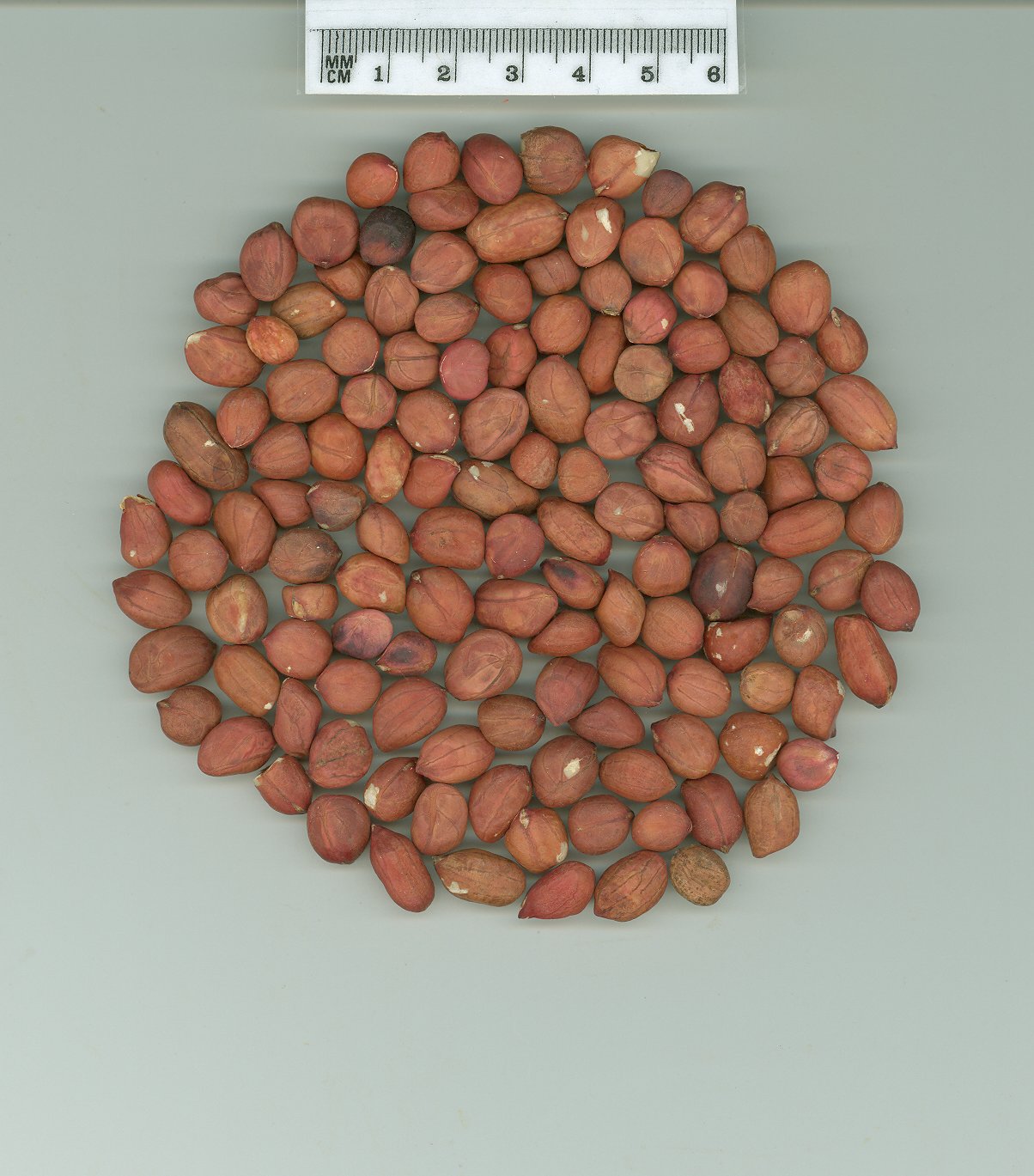 Click for 1 image(s) for this accession. SEED