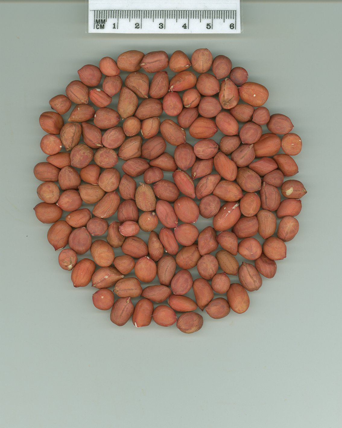 Click for 1 image(s) for this accession. SEED