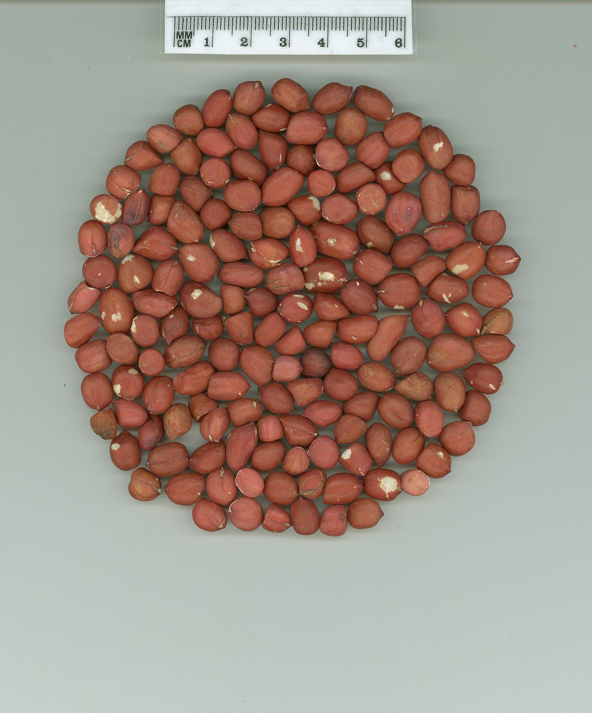 Click for 1 image(s) for this accession. SEED