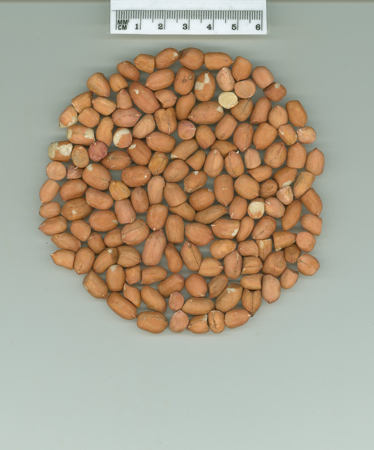 Click for 1 image(s) for this accession. SEED