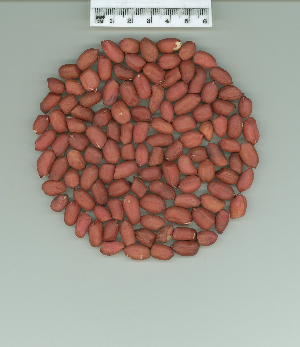 Click for 1 image(s) for this accession. SEED