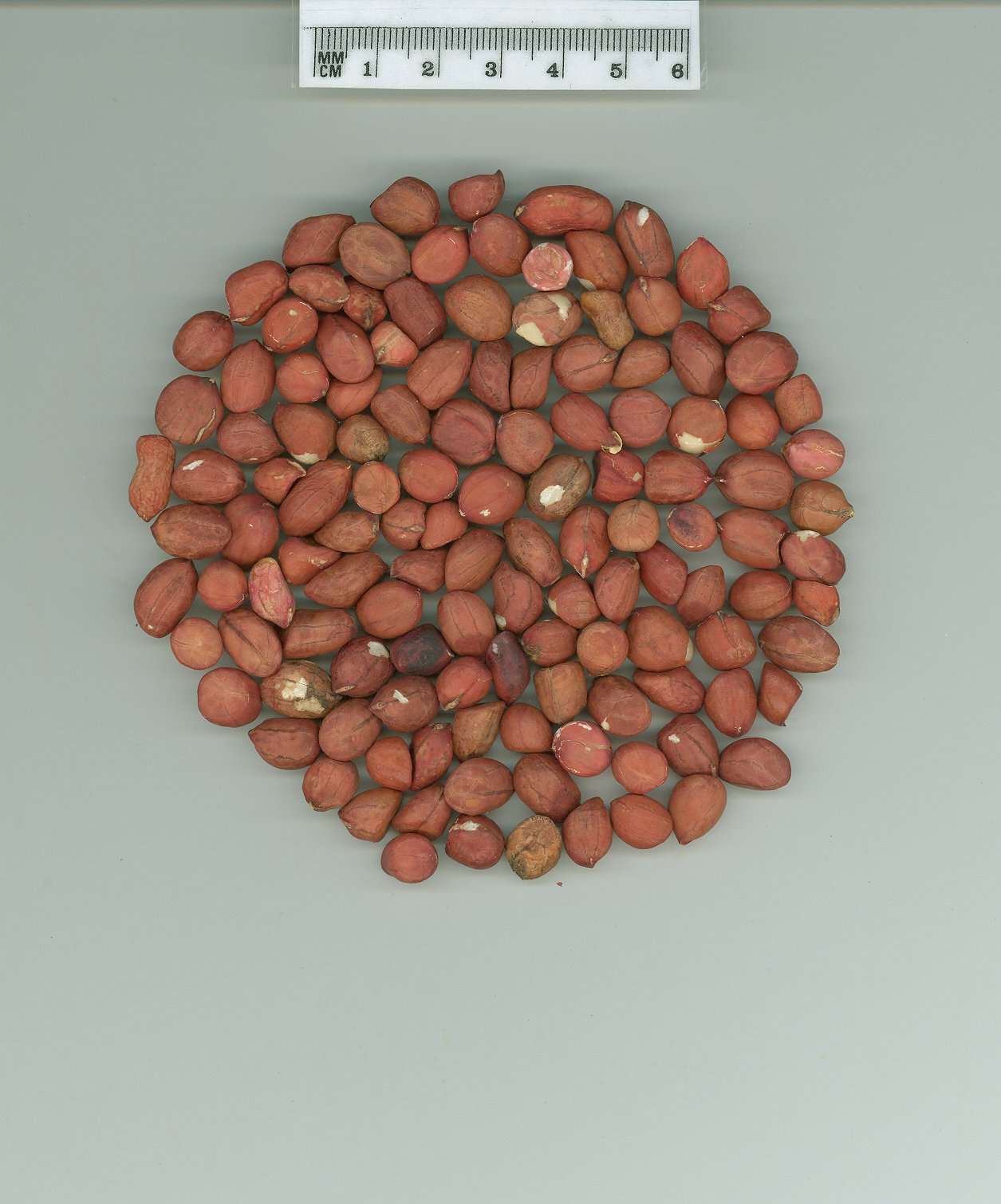 Click for 1 image(s) for this accession. SEED
