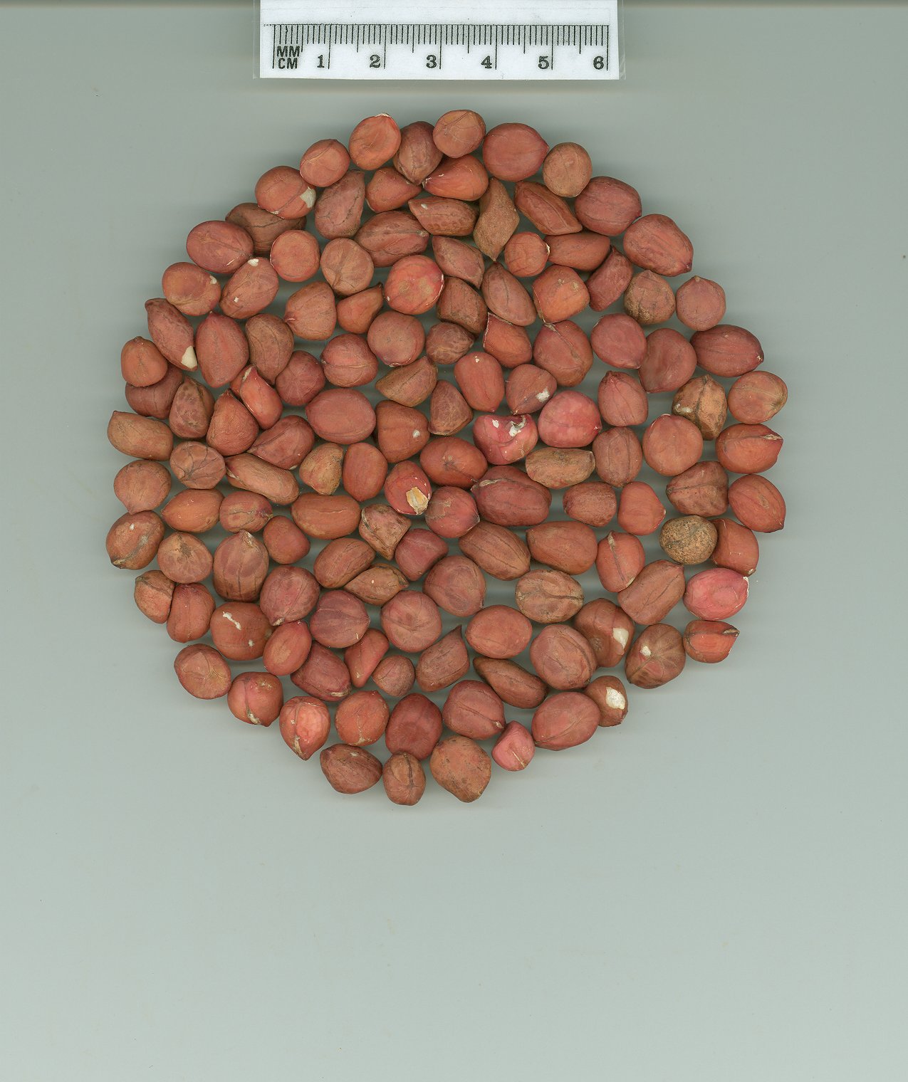 Click for 1 image(s) for this accession. SEED