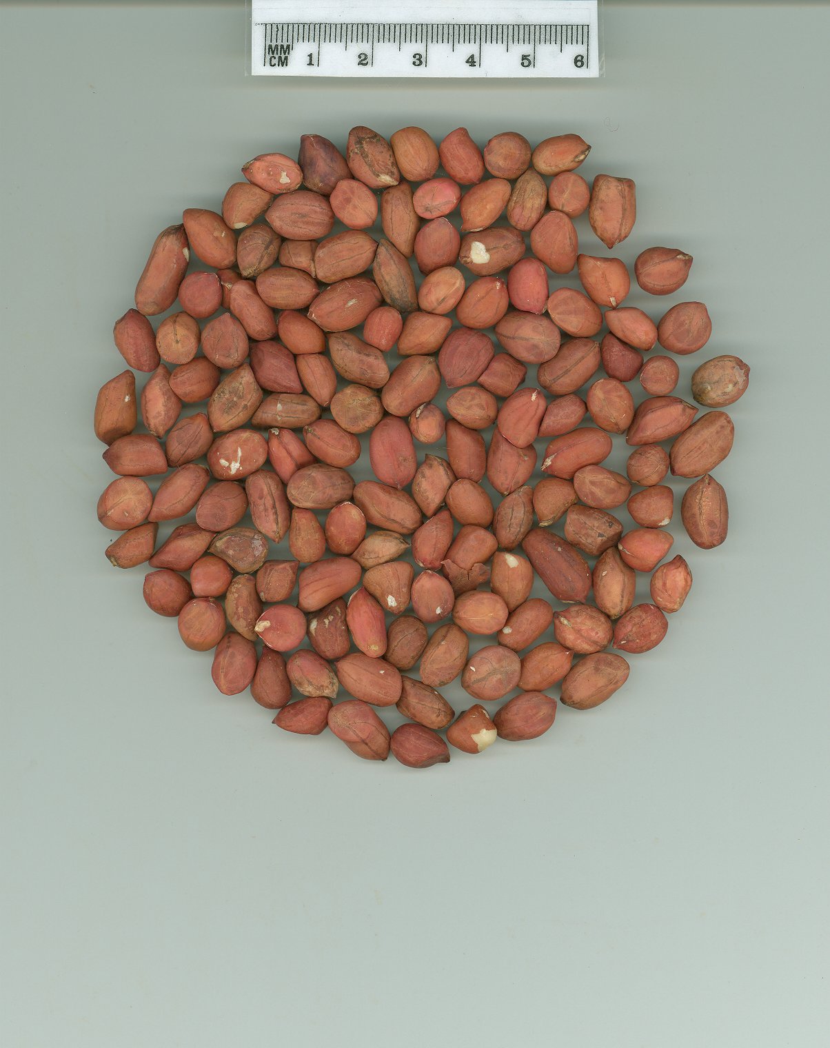 Click for 1 image(s) for this accession. SEED