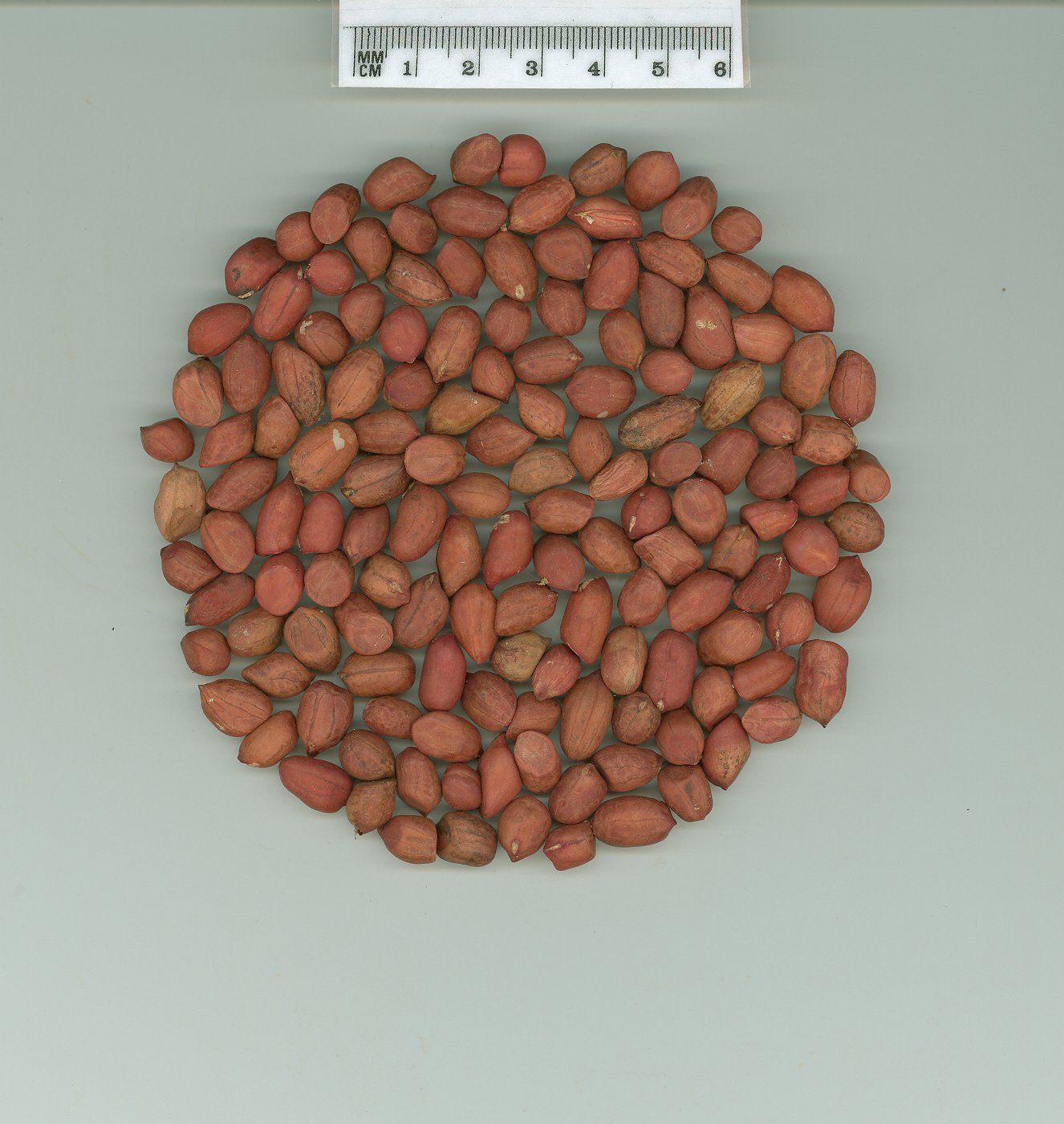 Click for 2 image(s) for this accession. SEED