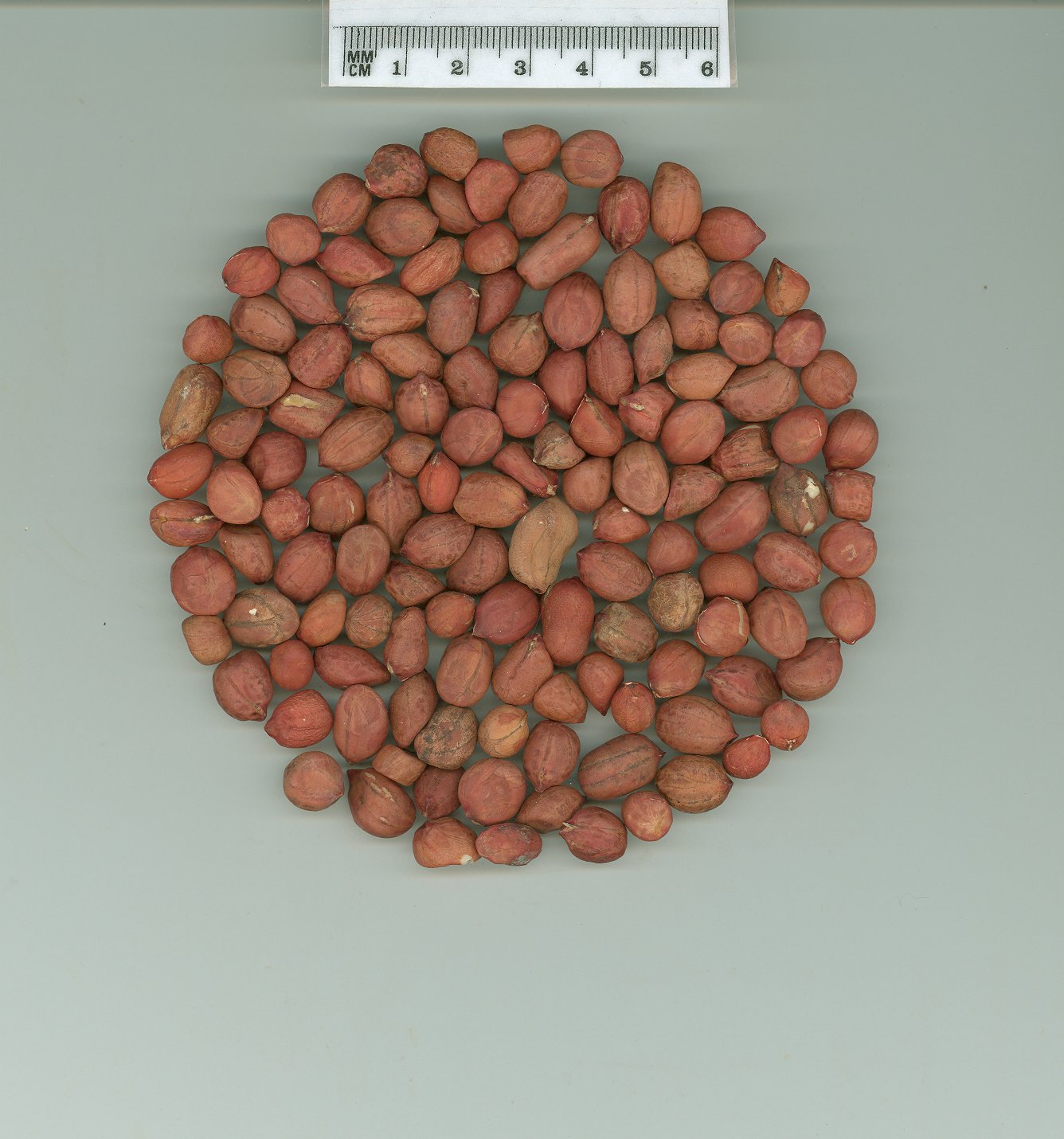Click for 1 image(s) for this accession. SEED