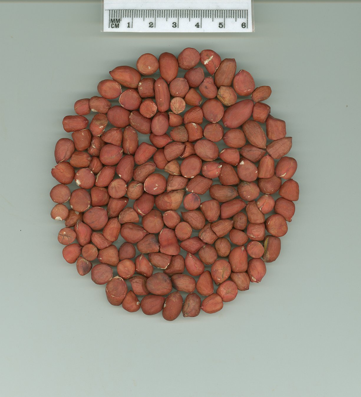 Click for 1 image(s) for this accession. SEED
