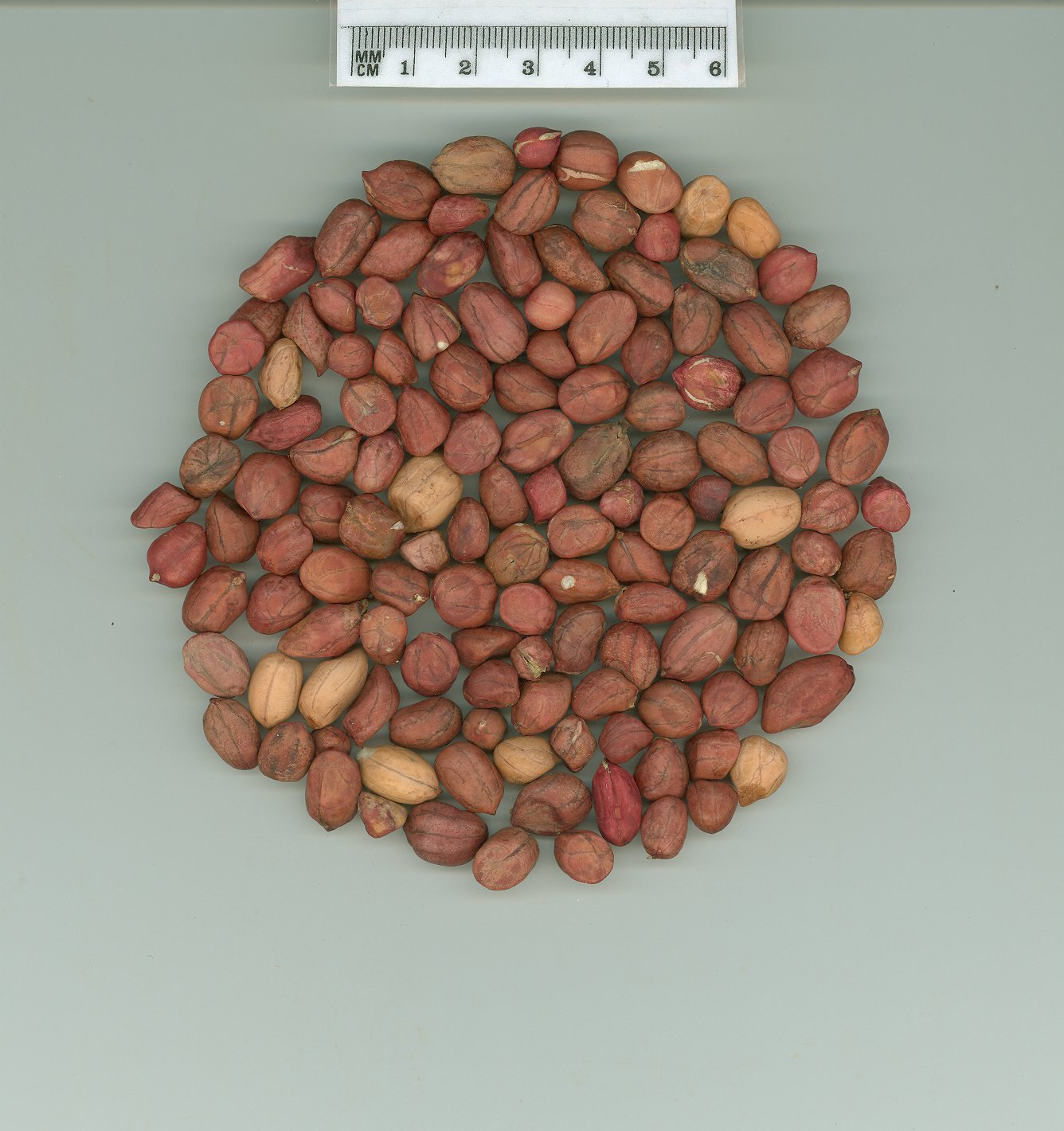 Click for 1 image(s) for this accession. SEED