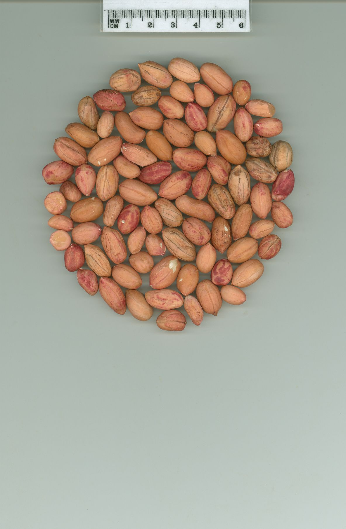 Click for 4 image(s) for this accession. SEED